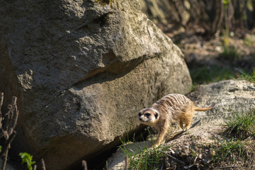 Meerkat or suricate walking along the big rock.