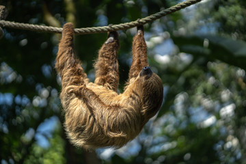 Fototapeta premium Two-toed sloth is hanging on the rope in the Zoo. Sloth sleeping holding with three paws.