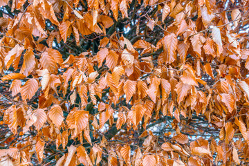 Dried leaves are hanging on the tree.