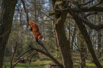Red panda climbing down from the tree