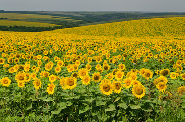 Beautiful landscape with sunflower field over cloudy blue sky