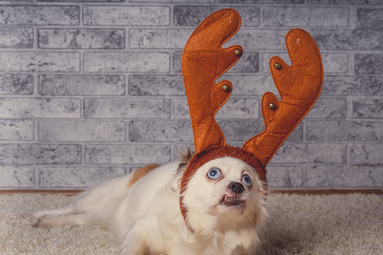 Little dog in reindeer horns on carpet Funny small white dog with wide blue eyes lying on background of brick wall in toy reindeer horns