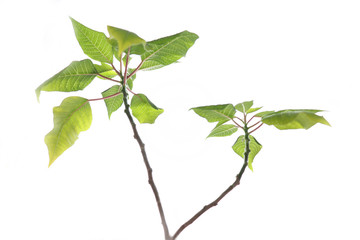 Plant isolated on white background