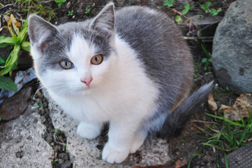 Beauty grey cat sitting outdoor