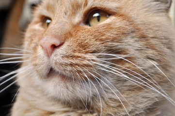 portrait beauty red cat,