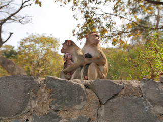 Family of monkeys lamgur
