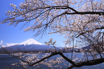 湖畔の桜の枝の中に見えた富士山