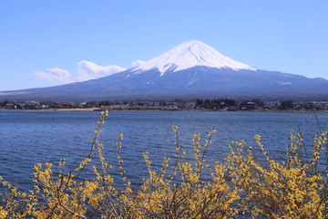 湖岸の黄色い花と冠雪の富士山