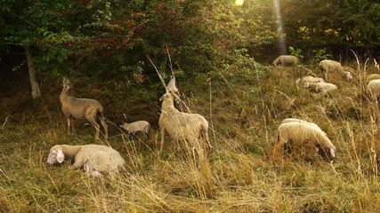 herd of sheep grazing on a meadow in beautiful evening light in summer 