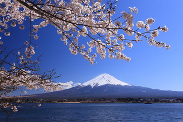 富士山のパラソルに見えた桜