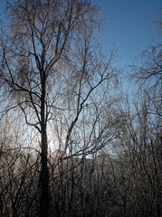 frozen birches in winter on a clear day
