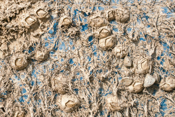 Dead shells. Shellfish on the hull of the ship. Molluscs. Small seashells stuck to the surface. Shellfish and boat hull fouling.