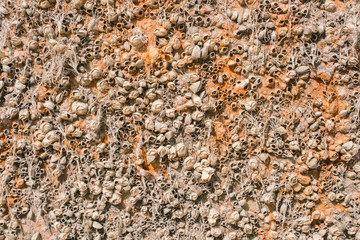 Dead shells. Shellfish on the hull of the ship. Molluscs. Small seashells stuck to the surface....