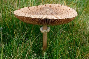 Parasol mushroom on a forest meadow