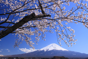 富士山を覆う桜の木