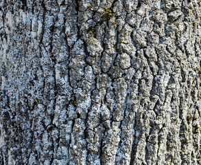 oak tree bark nature old