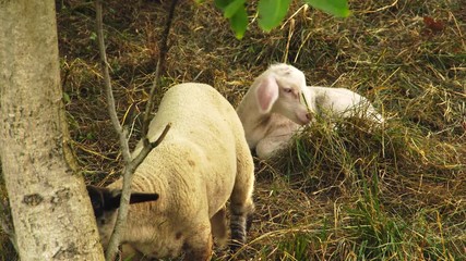 Cute little lambs with a herd of sheep in beautiful evening light grazing on a meadow in summer 