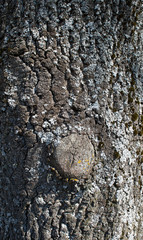 oak tree bark nature old