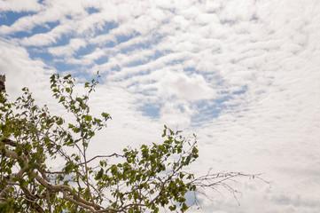 Branch of birch tree with green leaves on the background with striped blue sky with white clouds. Summertime landscape