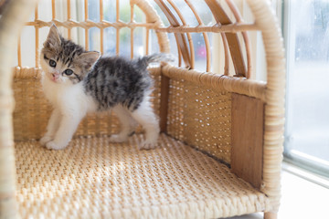 cat