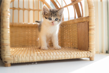 cat