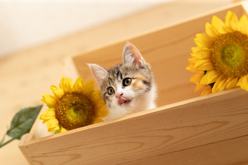 cat
