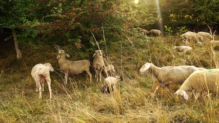 Cute little lambs with a herd of sheep in beautiful evening light grazing on a meadow in summer 