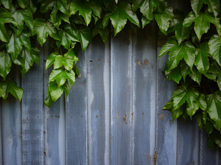 Naklejka na ściany i meble Background/backdrop texture of beautiful green ivy plants climbing on old blue wooden planks.