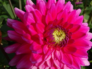 Fototapeta premium Dahlia - Dalien