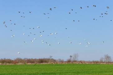 Schwäne / Zugvögel fliegen über einem grünen Feld
