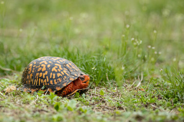 Eastern box turtle - Terrapene carolina