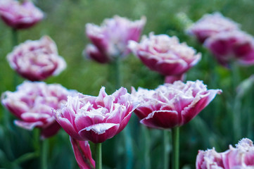 pink flowers in the garden