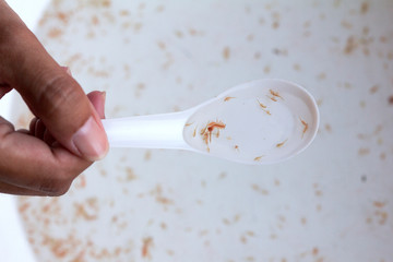 Close up and soft focus of Brine shrimp (Artemia) in a sampling spoon.