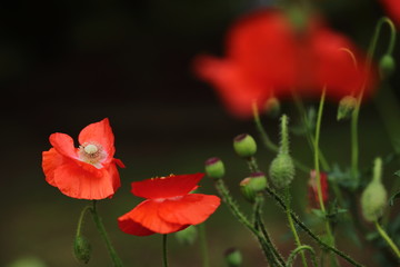 Fototapeta premium ポピーの花