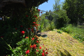 Obraz premium Spring Impressions from Berkeley near San Francisco and Oakland in Alameda County on May 3, 2017, California USA