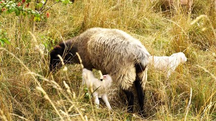 Cute little lambs with a herd of sheep in beautiful evening light grazing on a meadow in summer 