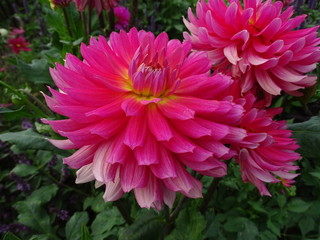Obraz premium Dahlia - Dalien