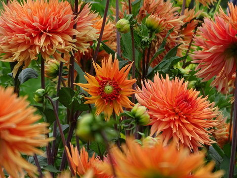 Dahlia - Dalien