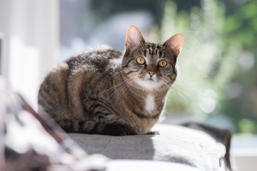 tabby domestic shorthair cat sitting on the couch looking past the camera