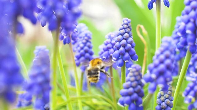 Blue flowers in the forest with bee flying. Close up slow motion footage.