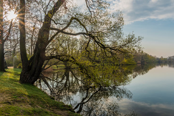 Spring sunny morning near Schwanenteich pond in Zwickau city