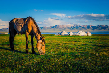 Horse at Song Kul Lake in Kyrgyzstan 