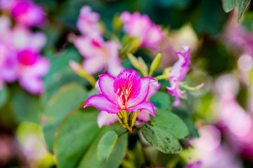 Fototapeta premium Tender beautiful pink flowers blossom Melastomataceae