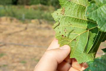 damaged leaves of hazelnut by weevil larvae close-up in human hand. Hazelnut garden pests