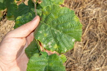 damaged leaves of hazelnut by weevil larvae close-up in human hand. Hazelnut garden pests