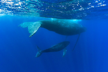 Obraz premium 小笠らの海を泳ぐザトウクジラの親子