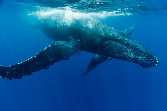 小笠らの海を泳ぐザトウクジラの親子