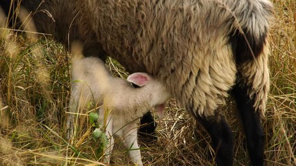 Cute little lambs with a herd of sheep in beautiful evening light grazing on a meadow in summer 