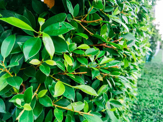 Closeup green leaf soft leaves