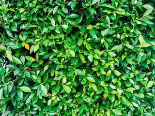 Closeup green leaf soft leaves
